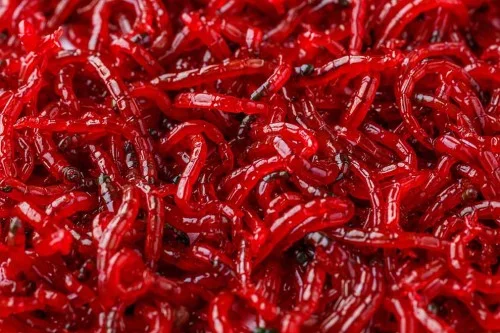 Ochotka haczykowa 500 g Darmowy zwrot
