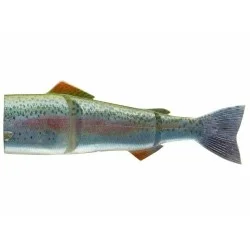 Oferta Zapasowy ogon do przynęty Daiwa Prorex Hybrid Trout 23cm, Live Rainbow Trout
